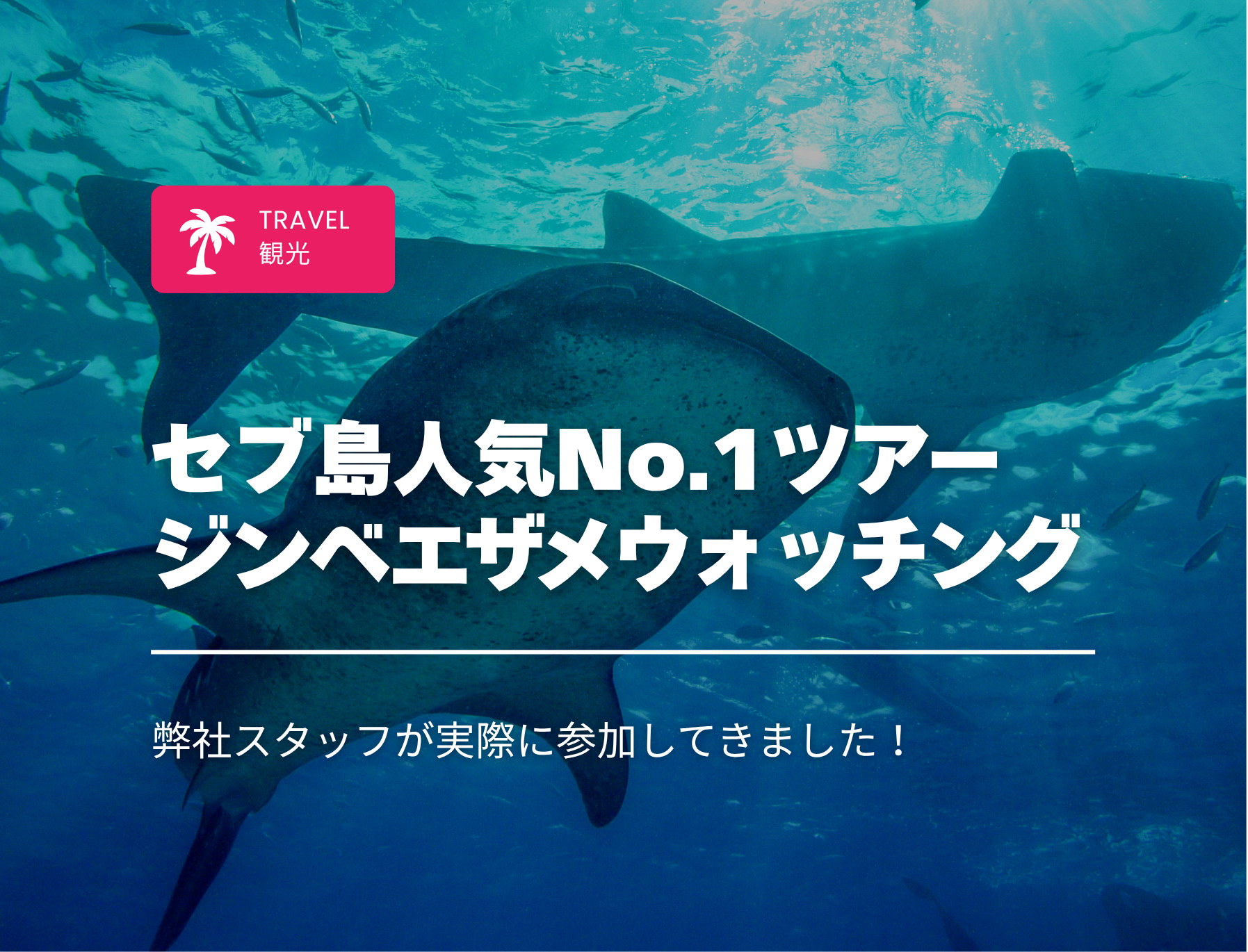 フィリピン留学　セブ島　ジンベエザメウォッチング